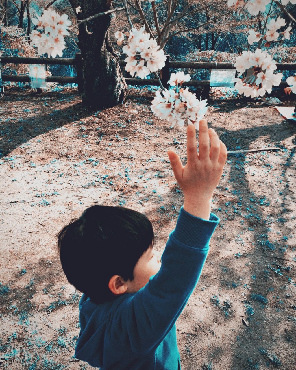 real people, child, plant, one person, childhood, nature, lifestyles, flowering plant, leisure activity, flower, day, boys, high angle view, men, portrait, males, fragility, outdoors, innocence, human arm