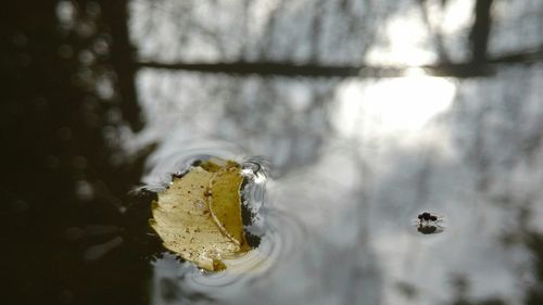 Close-up of turtle in water