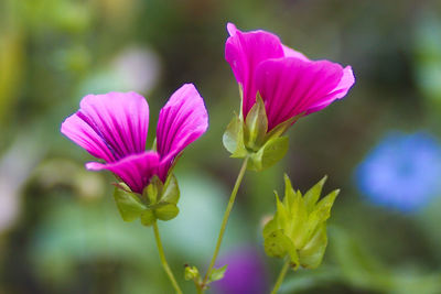 Close-up of pink flowers blooming outdoors