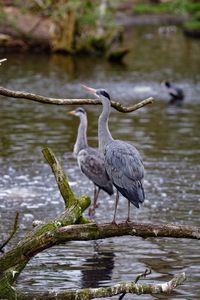 Birds in calm water