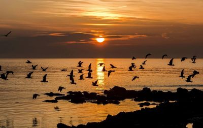 Silhouette of birds in sea at sunset