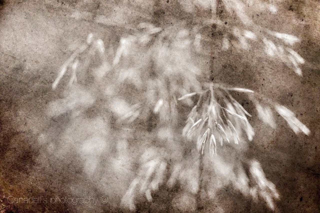 sand, high angle view, nature, beach, outdoors, no people, field, day, full frame, close-up, backgrounds, tranquility, auto post production filter, sunlight, beauty in nature, dry, plant, footprint, growth, pattern