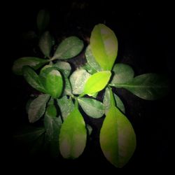 Close-up of green leaves at night