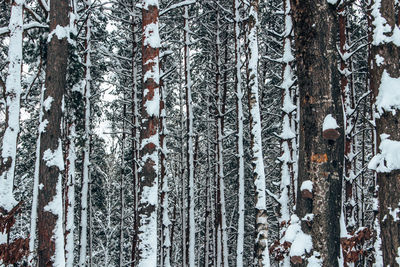 Full frame shot of snow covered trees in forest