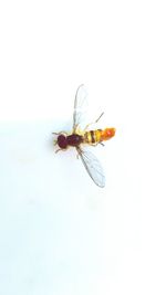 Close-up of housefly against white background