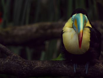 Close-up of bird perching on branch