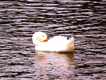 Swan swimming in lake