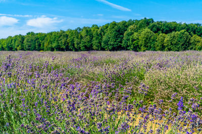 Panoramic shot of lavander field against sky