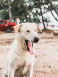 Close-up of a dog looking away