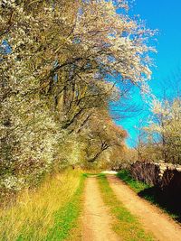 Road along trees