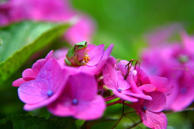 Hydrangea and frog