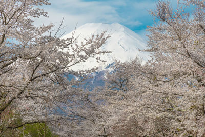 Low angle view of snowcapped mountain against sky