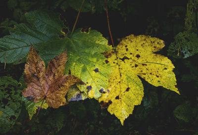 Close-up of plants