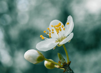 Close-up of white flowering plant