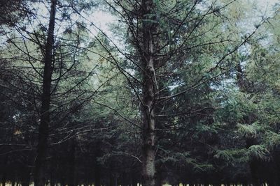 Low angle view of trees in forest