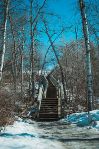 Bare trees in forest during winter