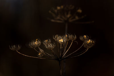 Close-up of flower plant at night