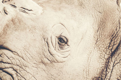 Close-up of elephant