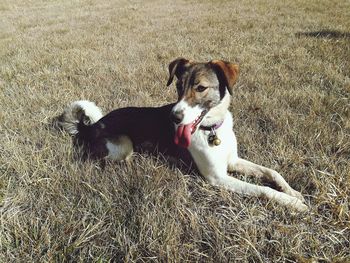 Dog on field