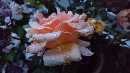 Macro shot of water drops on rose