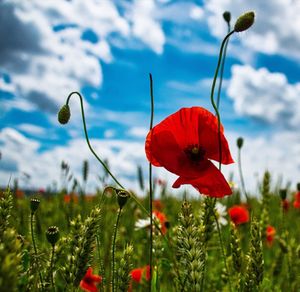 Close-up of red poppy flowers on field against sky