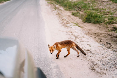 View of an animal on the road