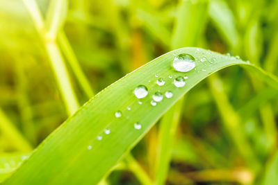 Close-up of raindrops on green leaves during rainy season