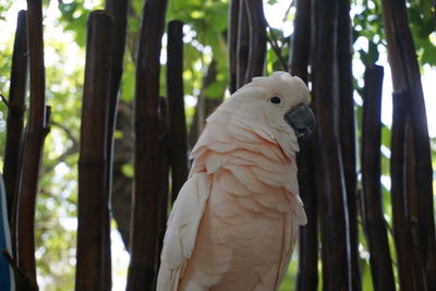 Close-up of parrot on tree trunk