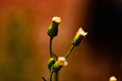 Close-up of flowering plant