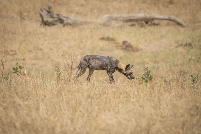 View of an animal on field hiejane