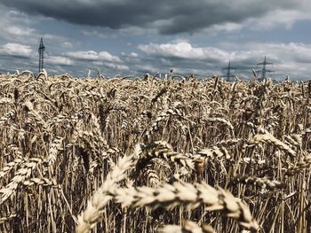 Wheat growing on field against sky