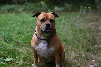 Brown staffordshire dog sitting in a park in egmond aan zee looking at the camera