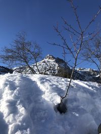 Snow covered trees against blue sky