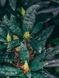 High angle view of flowering plant