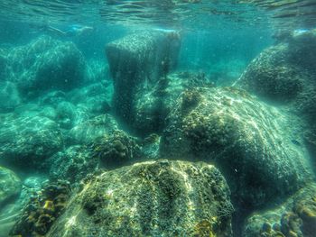 Close-up of jellyfish swimming in sea