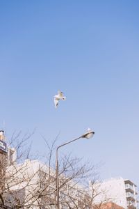 Low angle view of seagulls flying in sky