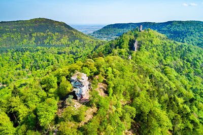 Green tree on mountain against sky