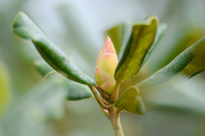 Close-up of flower bud