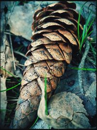 Close-up of mushrooms on dry leaves