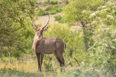 Portrait of an animal on land