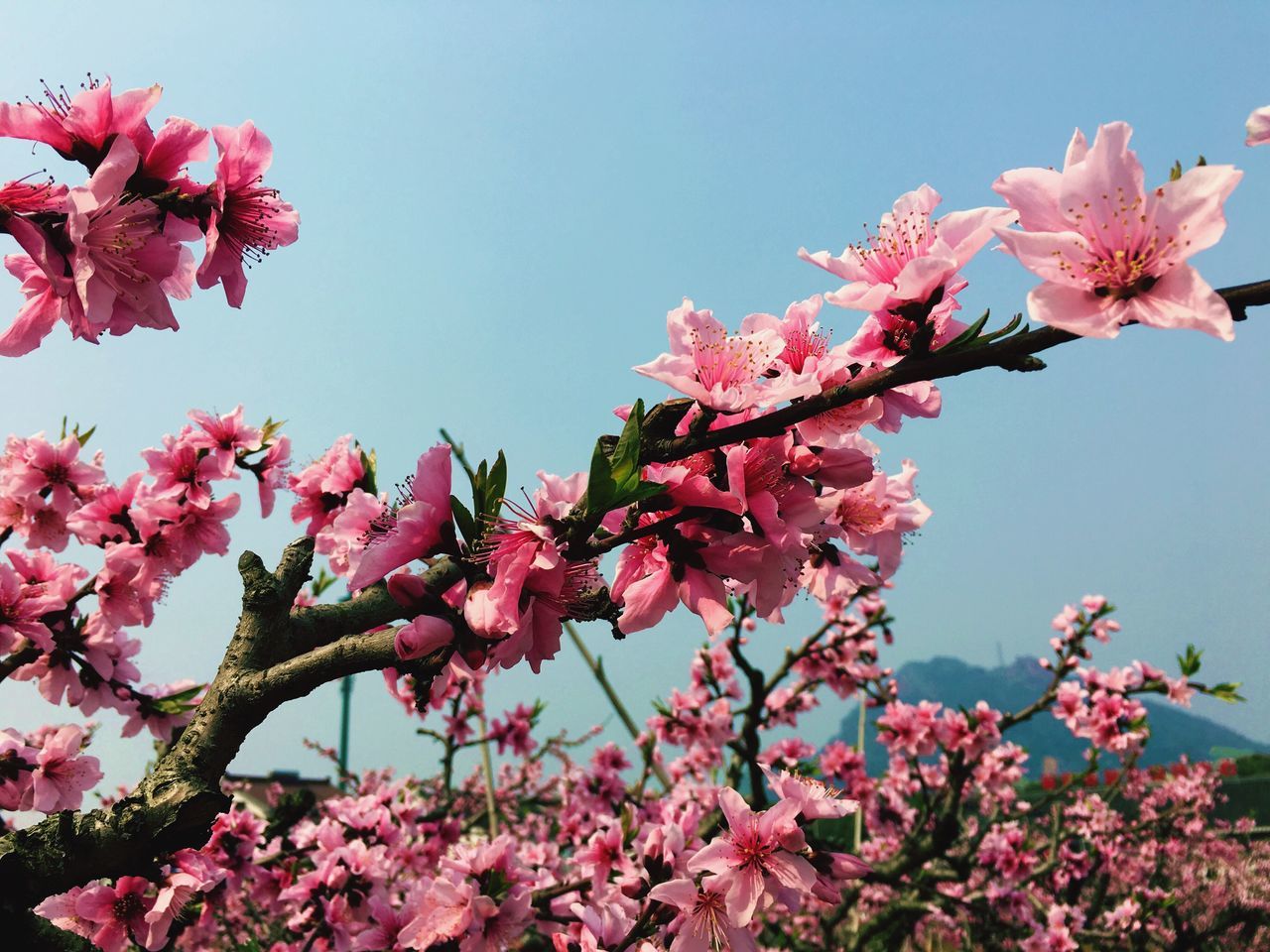 flower, freshness, fragility, growth, pink color, clear sky, beauty in nature, blossom, low angle view, petal, tree, blooming, nature, cherry blossom, branch, in bloom, cherry tree, springtime, sky, flower head