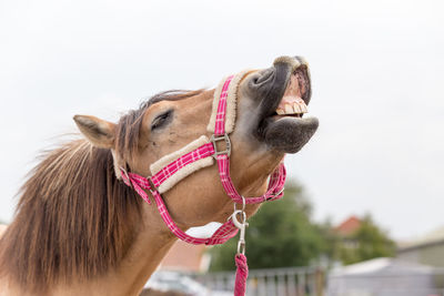 Close-up of horse against clear sky