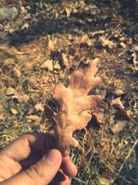 Close-up of hand holding maple leaves