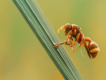 Close-up of insect