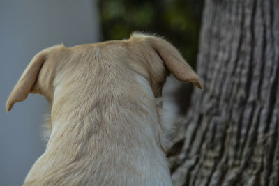 Close-up of a dog on tree trunk
