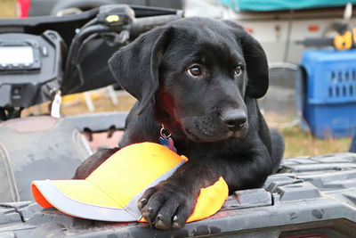 A young puppy with a hunters cap