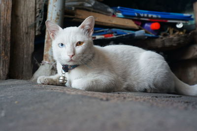 White cat resting