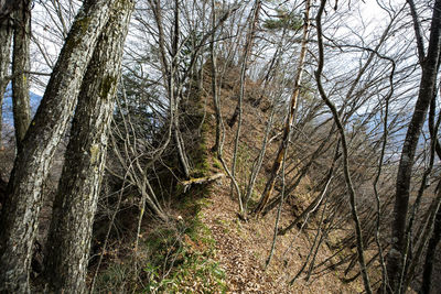 Bare trees in forest