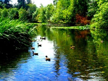 Ducks swimming in lake