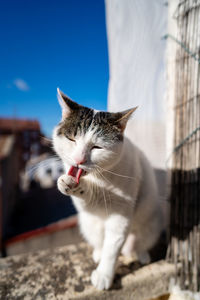 Close-up of a cat